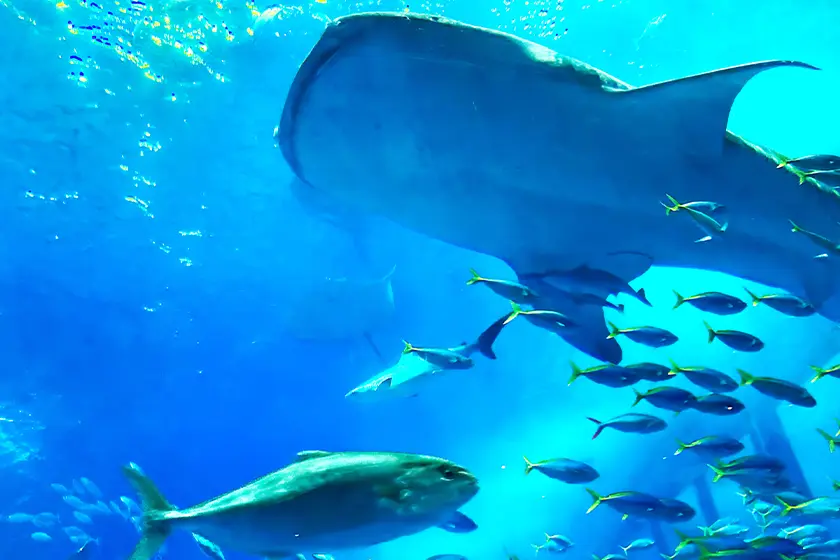 美ら島終日観光バスツアー