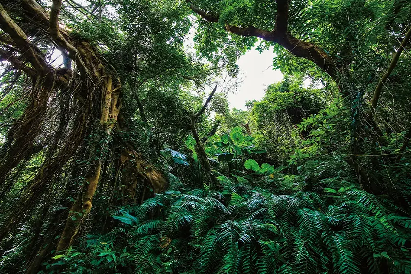 神秘のパワースポット巡りツアー「斎場御嶽」「ガンガラーの谷」コース