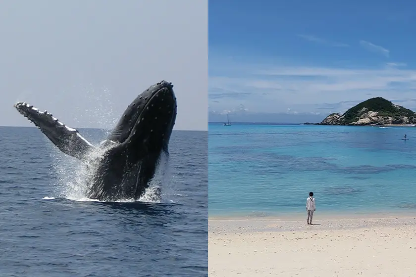 渡嘉敷島上陸散策付きホエールウォッチングツアー