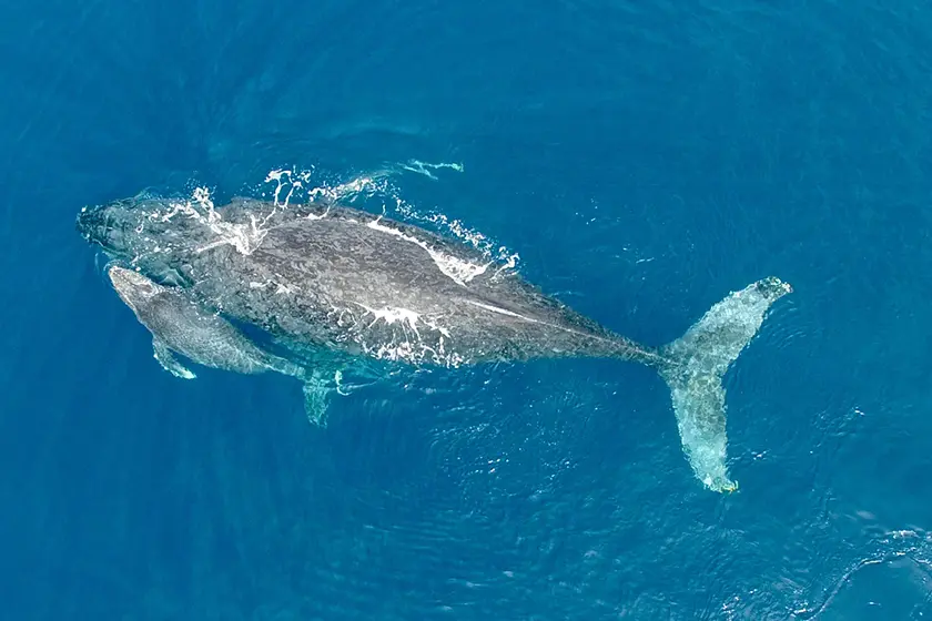 ホエールウォッチングツアー