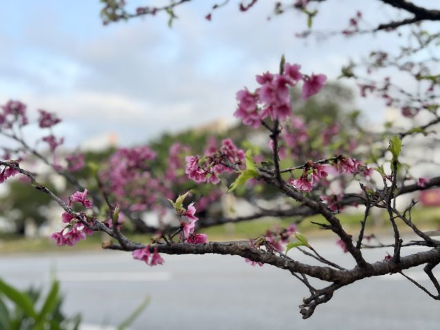色鮮やかに咲く琉球寒緋桜
