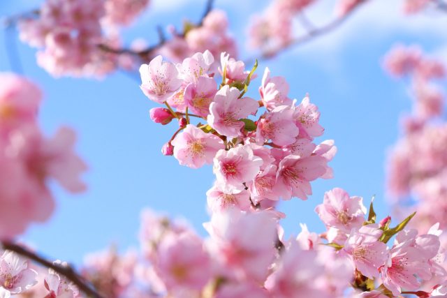 【2026年の桜まつり情報】沖縄では一足先に桜が楽しめる季節がやってきました♪
